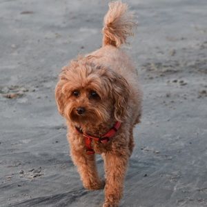 Meet your Posher, Patty